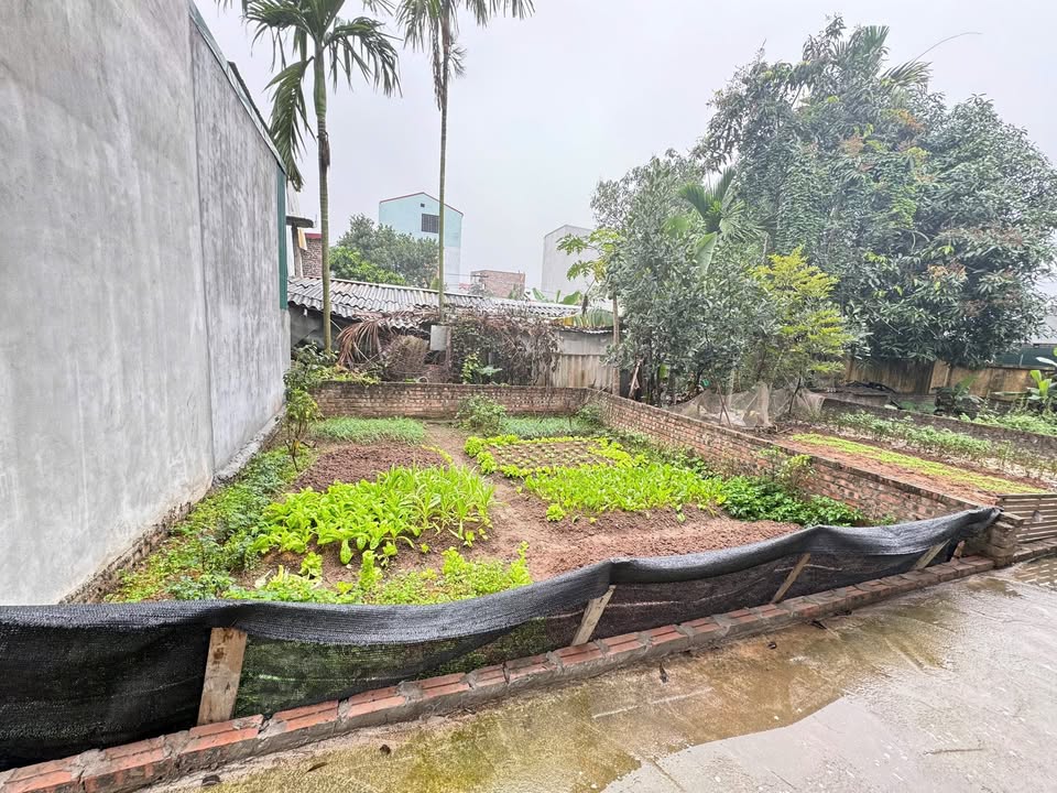 Đất Liên Ninh, Thanh Trì 35m² giá 3 tỷ - Sổ đỏ chính chủ, ô tô vào tận nơi!