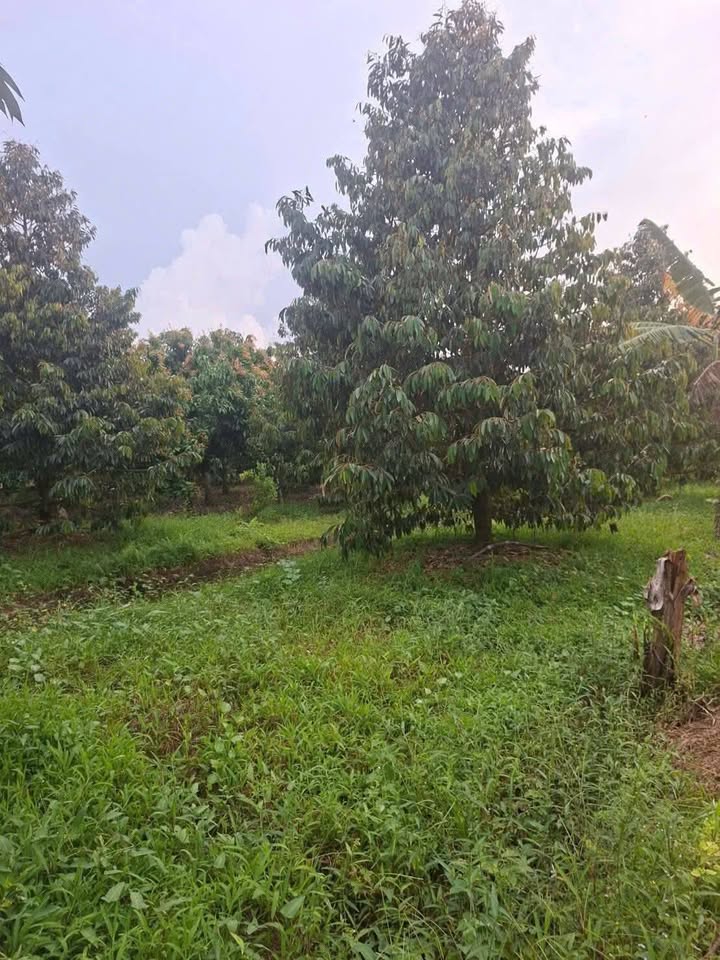 Farm cho thuê tại xã Long Kiến, An Giang 4000m² - Vườn sầu riêng 48 cây trái ngọt!