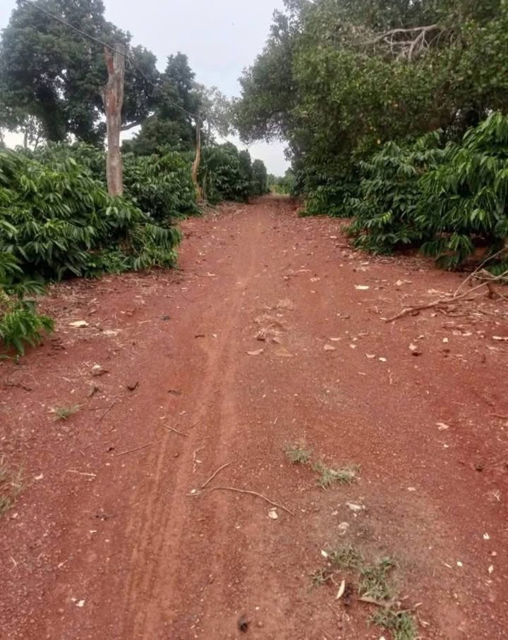 Đất sỏi đỏ 5ha tại Ea Nuôl, Đắk Lắk - Cơ hội đầu tư hấp dẫn!