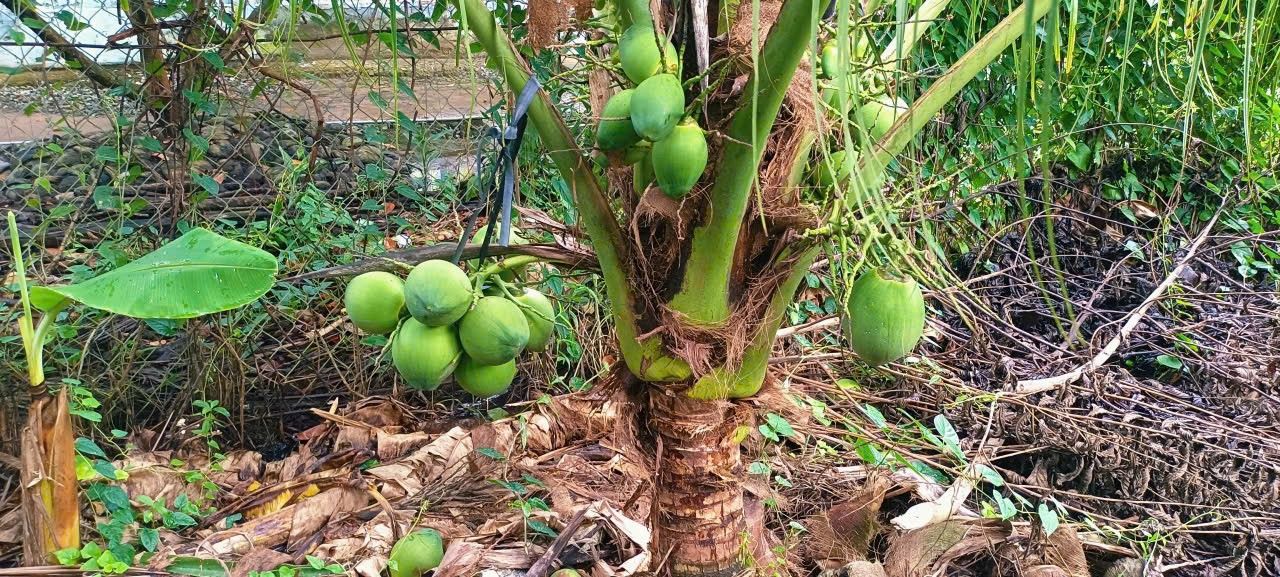 Đất vườn An Khánh Châu Thành Bến Tre 6000m² - Đầu tư sinh lời hấp dẫn!