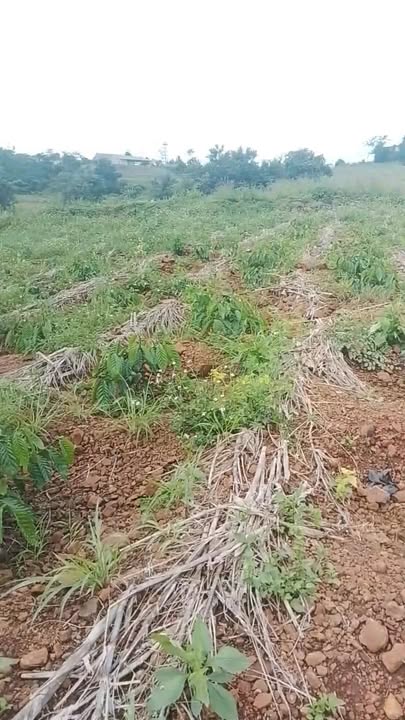 Đất nông nghiệp Đắk Gằn 2.700m² giá 500 triệu - Đầy tiềm năng đầu tư!