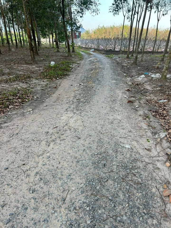 Đất cao su 6 công 3 tại xã Bàu Năng, Tây Ninh - Giá chỉ 3.15 tỷ!