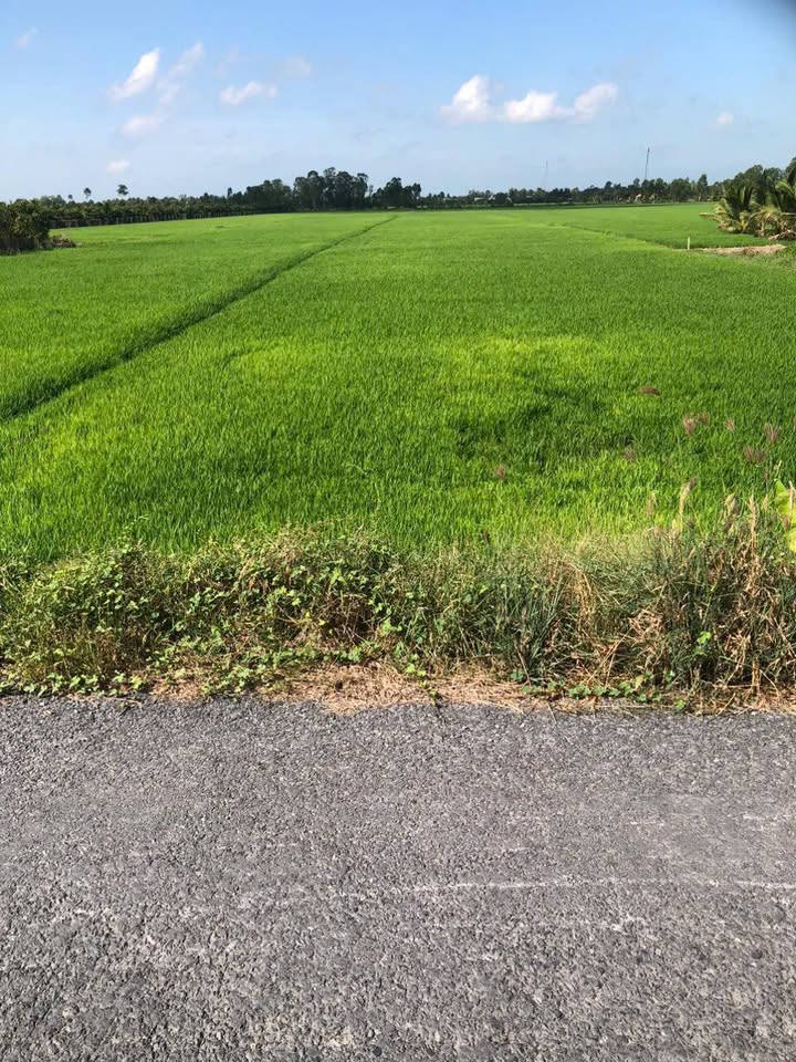 Đất nông nghiệp Tân Kiều Tháp Mười 11,100m² - Pháp lý rõ ràng, gần Mỹ An!