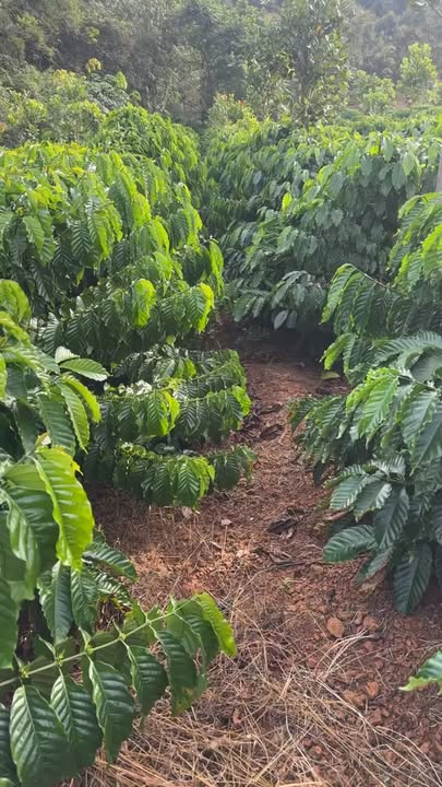 Farm 1,3ha tại Phú Trung, Tân Phú, Đồng Nai - Mặt tiền đường ĐT 753B