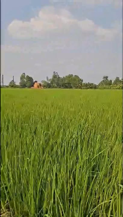 Đất nông nghiệp Ấp 6 xã Tân Bửu 9219m² giá 8.5 tỷ - Cơ hội đầu tư lý tưởng!