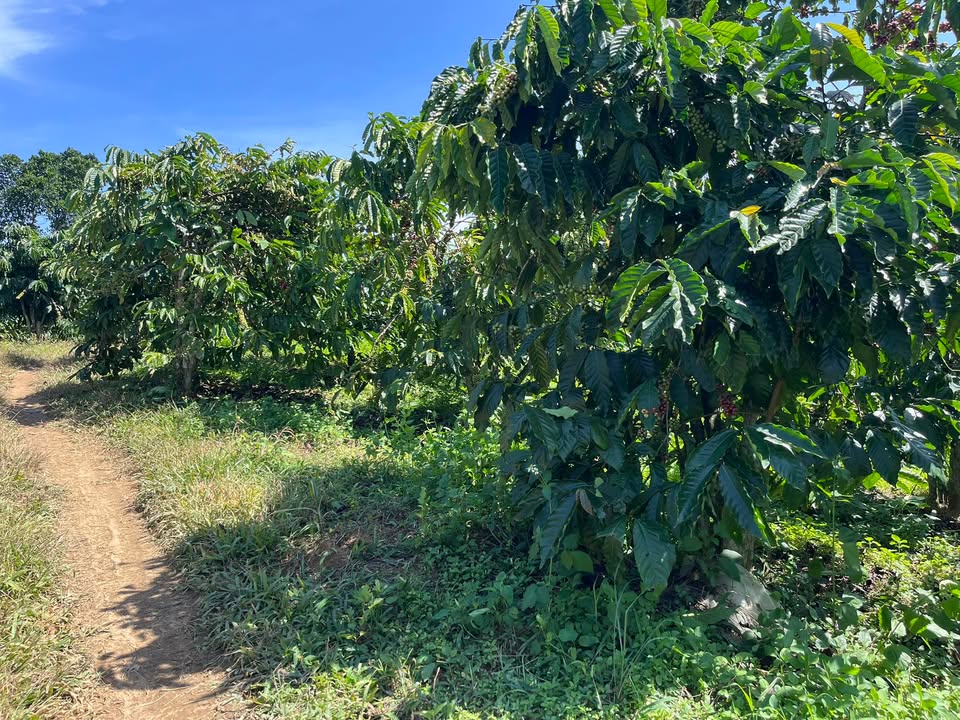 Đất nông nghiệp Tân Hà, Lâm Hà 1800m² giá 220 triệu - Đầu tư sinh lời ngay!