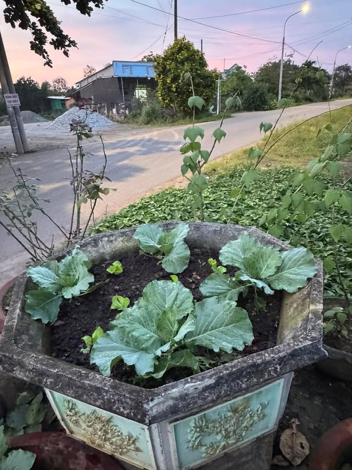 Đất nền xã Suối Cao 180m² giá 600 triệu - Đường nhựa 7m, dân cư đông đúc!