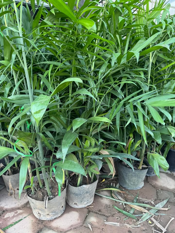 Đất Thạch Bàn Long Biên 54m² giá 7 tỷ - Đầu tư sinh lời ngay!