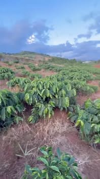 Đất nền Tân Hà Lâm Hà 3.500m² giá chỉ 999 triệu - Cơ hội đầu tư sinh lời!