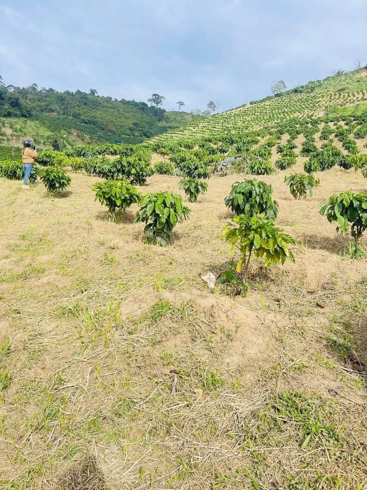 Đất thổ cư Tân Thanh 27000m² giá 3.8 tỷ - Đầu tư sinh lời ngay!