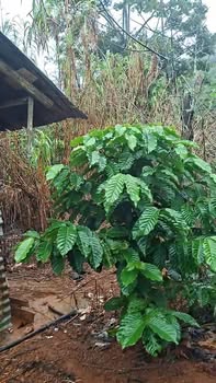 Đất nền chính chủ tại Đăk Song 10m² giá chỉ 180 triệu - Cơ hội đầu tư tuyệt vời!