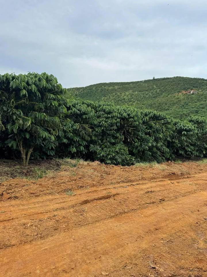 Đất nền khu phố 10 Tân Thanh 30.000m² giá 7.7 tỷ - Giảm giá hấp dẫn ngay trong tuần!