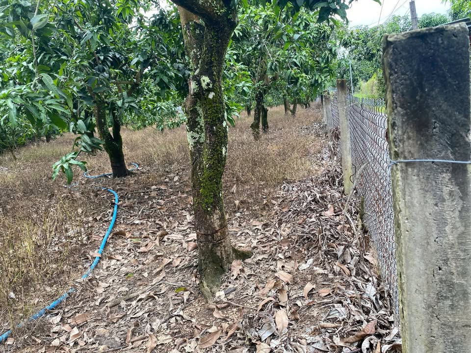 Đất trồng cây xoài La Ngà 7200m² giá 1.08 tỷ - Sổ đỏ chính chủ