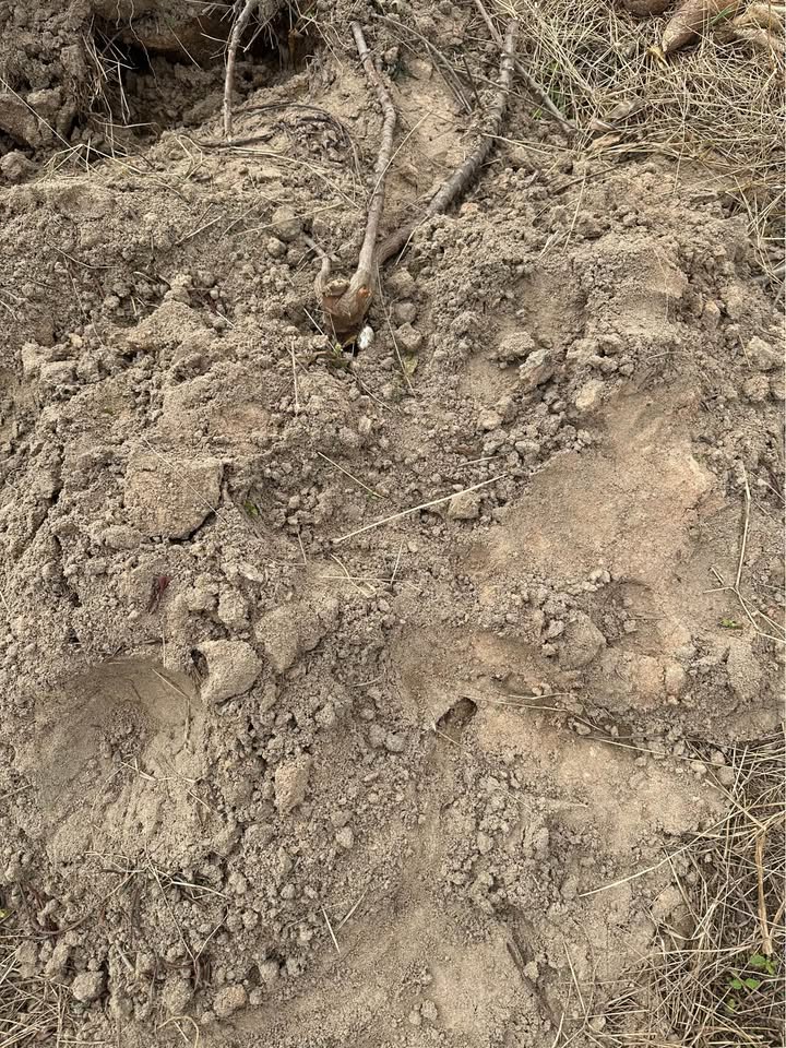 Đất nền 4ha tại xã Ea H'Leo, Đắk Lắk - Sổ đỏ chính chủ, giá thỏa thuận!