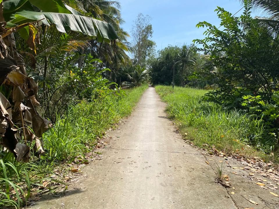 Đất vườn 8000m² tại Tân Bình, Càng Long - Giá chỉ 200 triệu/công, thương lượng tốt!