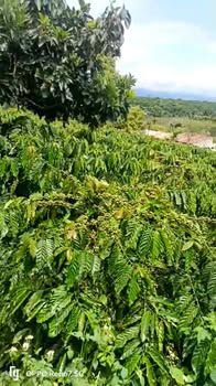 Đất nông nghiệp Liên Hà Đông Anh 1ha giá 5.7 tỷ - Cơ hội đầu tư tuyệt vời!