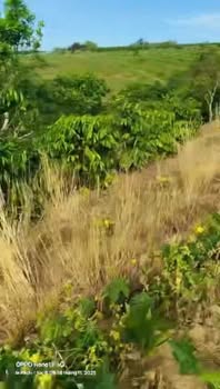 Đất nông nghiệp 1,3ha tại Ia Pếch, Gia Lai - Giá chỉ 1,3 tỷ, thương lượng nhẹ!