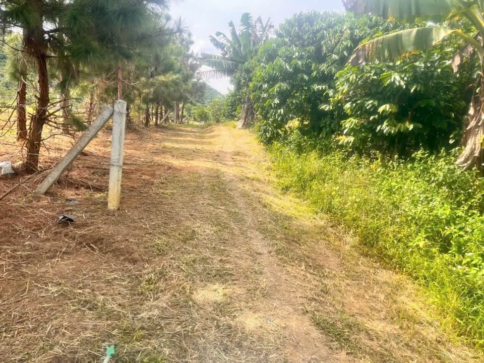 Đất nền Lộc Thành Bảo Lâm 1000m² giá chỉ 430 triệu - Sổ đỏ chính chủ, ô tô vào tận nơi!