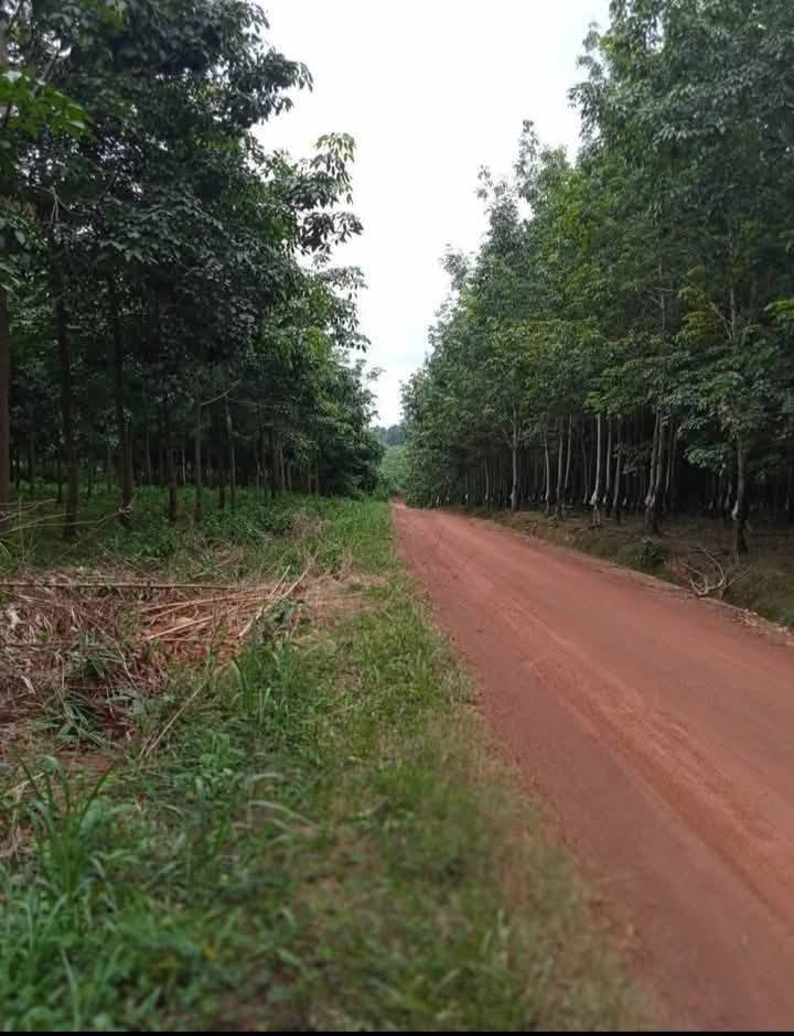 Đất Farm Hưng Phước Bù Đốp 10.000m² giá 1.6 tỷ - Đầu tư sinh lời ngay!