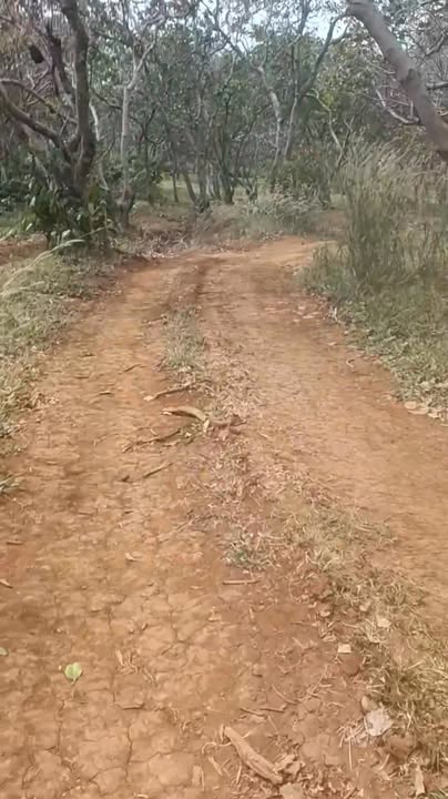 Farm 1ha Thọ Sơn Bù Đăng chỉ 1 tỷ - Đất bằng, ôm suối nước quanh năm!