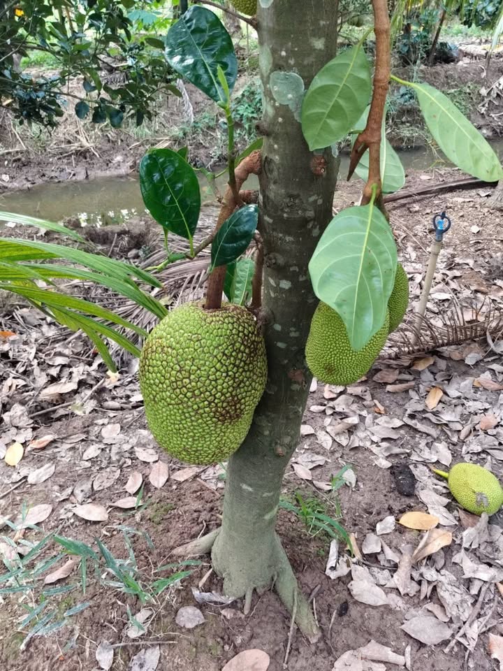 Đất thổ cư 24000m² tại An Khánh, Châu Thành, Bến Tre - Cơ hội đầu tư không thể bỏ lỡ!