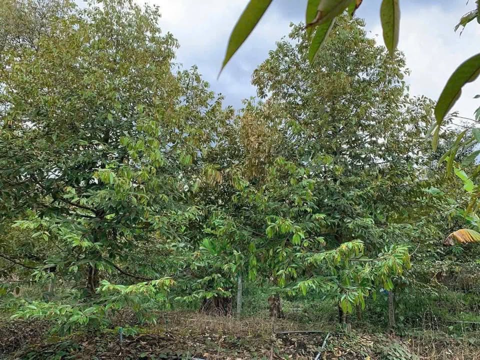 Đất vườn Sầu Riêng Ri6 4.280m² tại Cai Lậy - Đầu tư sinh lời cao!