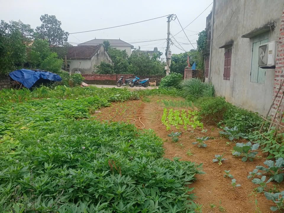 Đất thổ cư Quốc Oai 290.7m² giá 6.4 tỷ - Mặt tiền rộng, nở hậu đẹp!