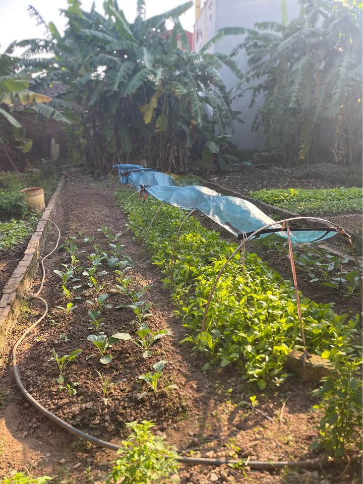 Đất nền Dương Quang, Gia Lâm 80m² - Tiềm năng tăng giá vượt trội!