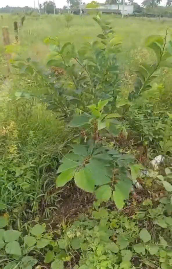 Đất thổ cư 312m² ấp 1 Lạc Tấn giá chỉ 850 triệu - Đầu tư sinh lời!