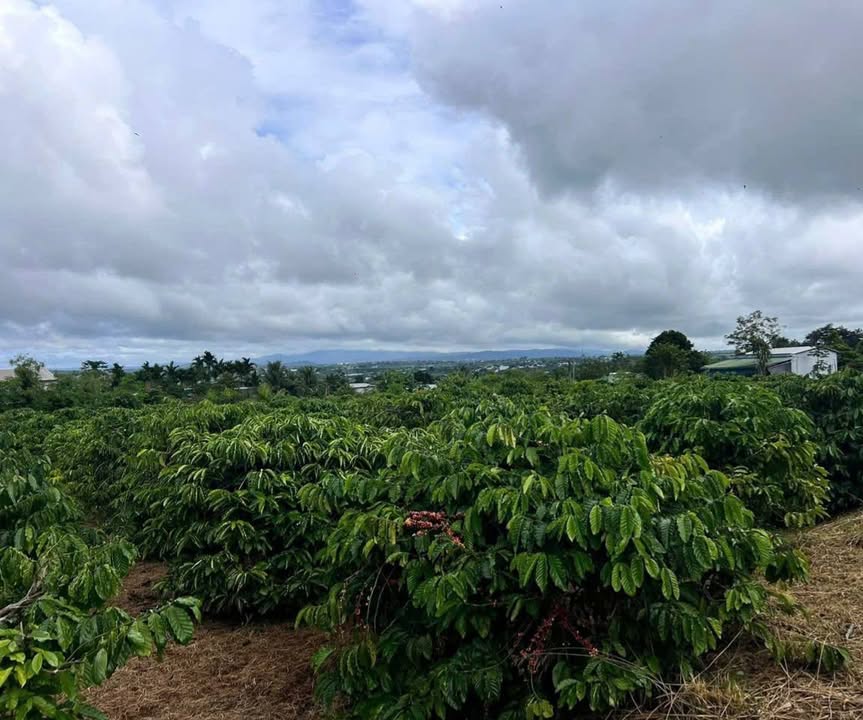 Đất nền Xuân Phú, Ea Kar, Đắk Lắk 12.000m² - Đầu tư sinh lời ngay!