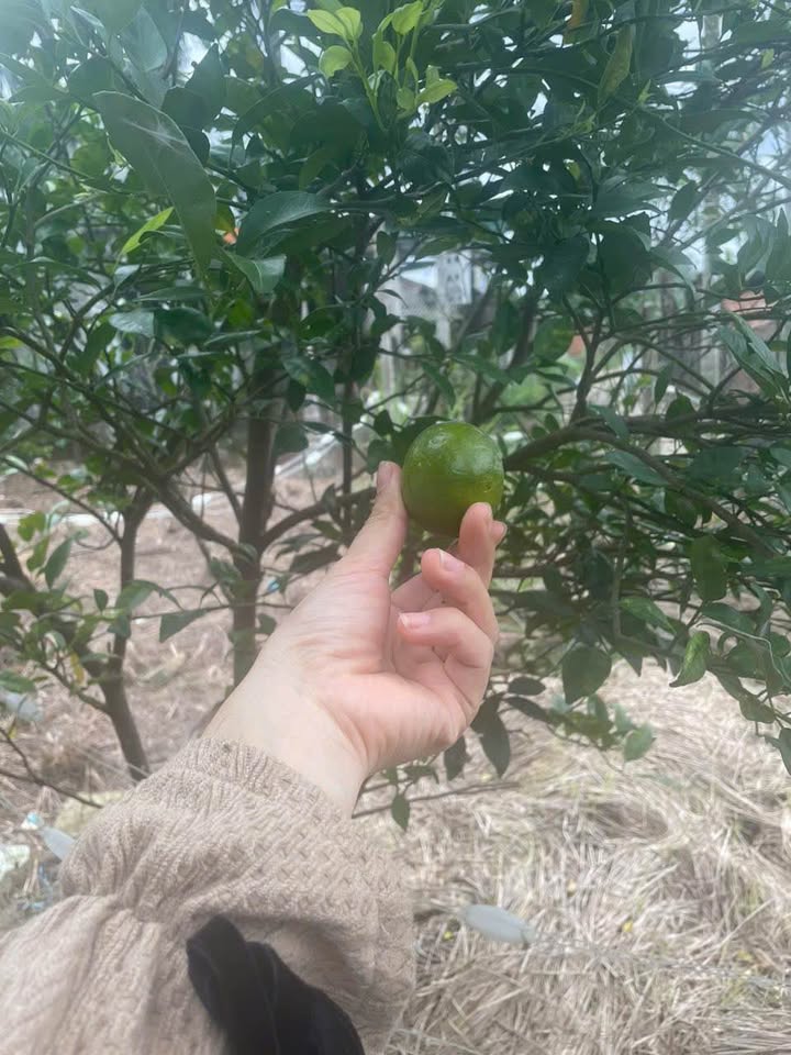 Đất nền Tịnh Ấn Đông 119m² giá 1.1 tỷ - Cơ hội đầu tư hấp dẫn!