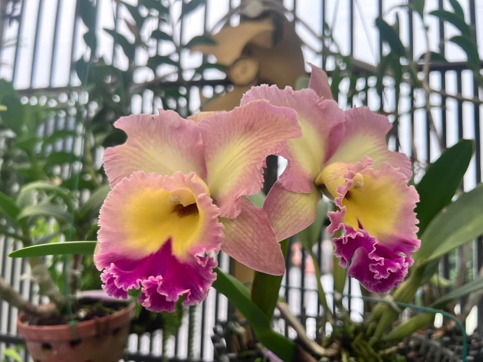 Nhà mặt tiền QL14 Chơn Thành 210m² giá 7.5 triệu - Vị trí đắc địa, kinh doanh thuận lợi!