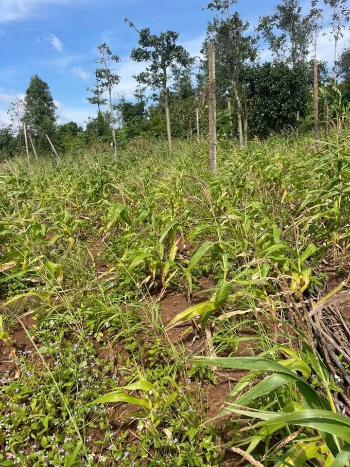 Đất nền thổ cư 18.000m² tại Ea Khal, Đắk Lắk giá chỉ 899 triệu - Cơ hội đầu tư hấp dẫn!