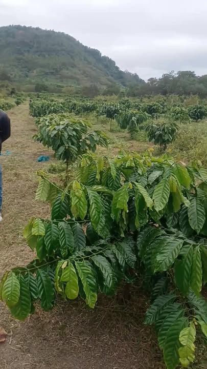 Đất nền Cư Ê Wi, Cư Kuin 360m² giá 165 triệu - Cơ hội đầu tư tuyệt vời!