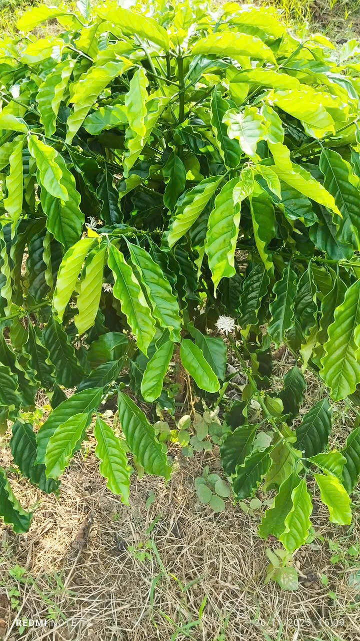 Đất thổ cư thôn 4, xã Ea Hu, huyện Cư Kuin 10,800m² giá chỉ 520 triệu - Pháp lý rõ ràng!