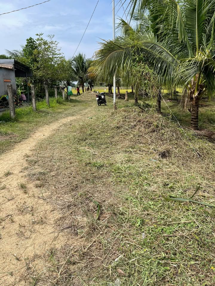 Đất vườn dừa thôn 6 Hàm Chính 1500m² giá 650 triệu - Sổ đỏ riêng