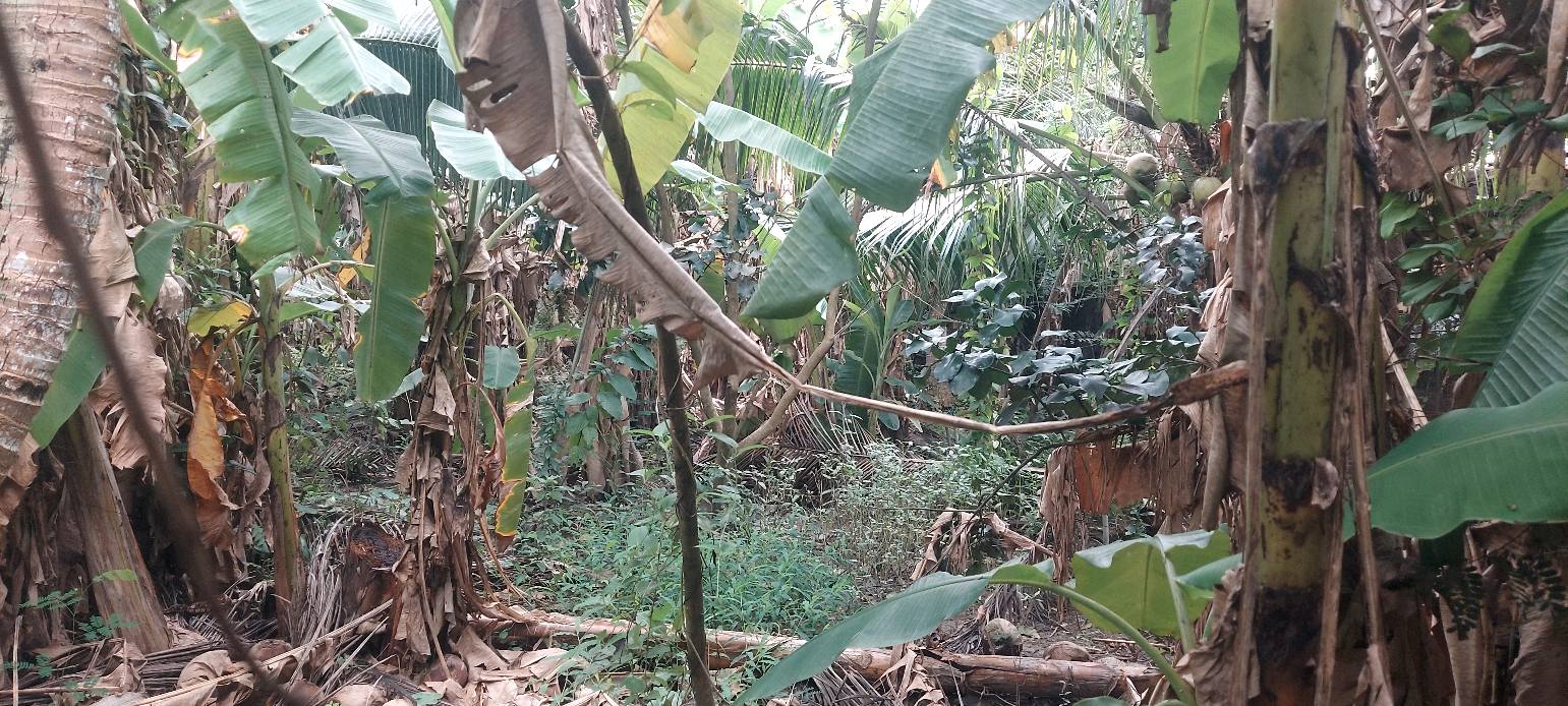 Đất phân lô Thạnh Hưng, Châu Thành 4000m² giá 5 tỷ - Chính chủ cần bán gấp!