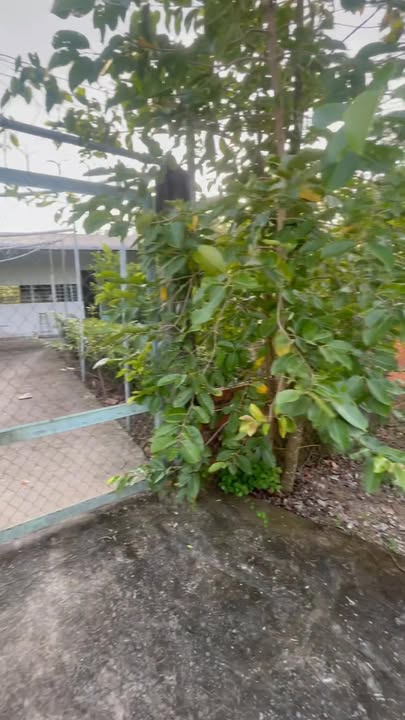 Đất vườn 3000m² An Cư Cái Bè giá chỉ 240 triệu - Đầu tư lý tưởng!