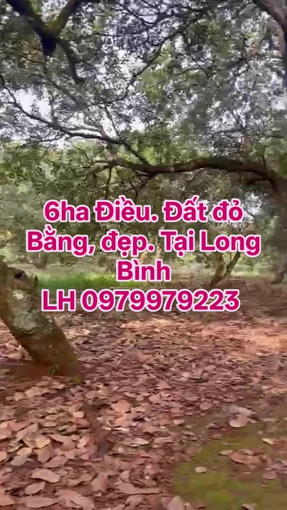 Đất nông nghiệp 6ha tại Bình Tân - Giá 15.5 tỷ - Đầu tư sinh lời