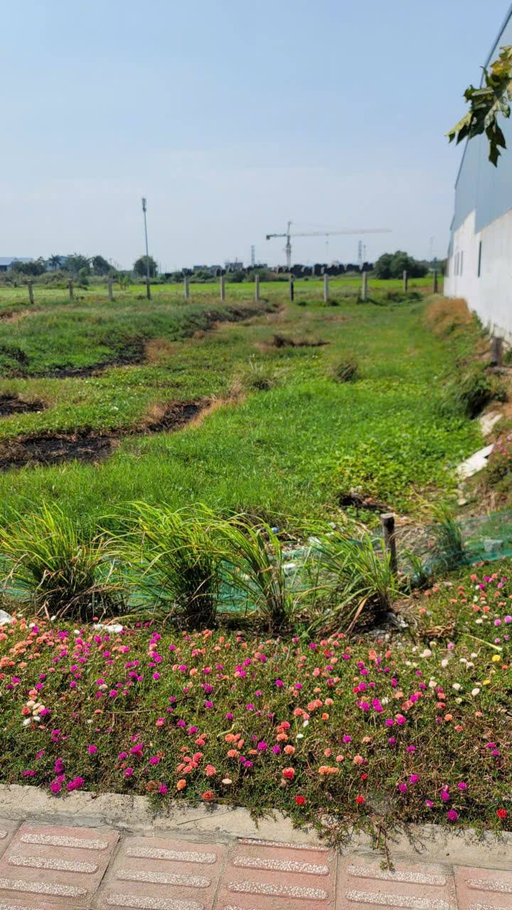 Đất thổ cư Thủ Thừa 896m² giá 17.5 tỷ - Đối diện KCN Long Hâu