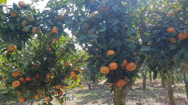 Mảnh vườn đẹp tại Lai Cách, Bắc Ninh 10000m² - Chính chủ cần bán gấp!