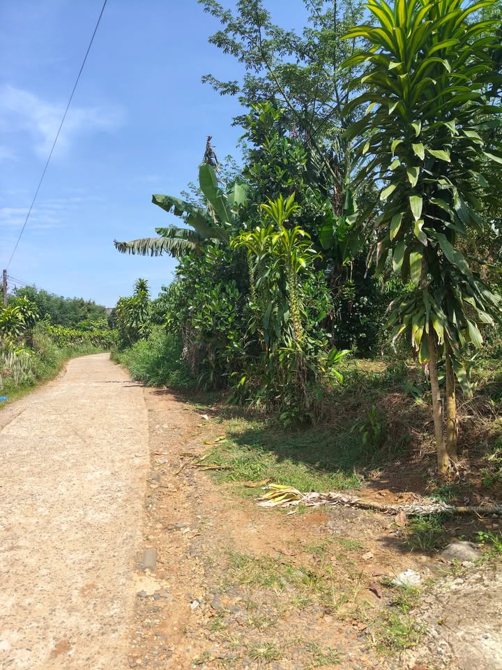 Đất thổ cư 830m² tại Hòa Nam, Di Linh chỉ 1.65 tỷ - Cơ hội đầu tư hấp dẫn!