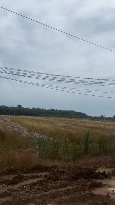 Đất rẫy Tân Phong Tân Biên 12.000m² chỉ 1.8 tỷ - Đầu tư sinh lời!