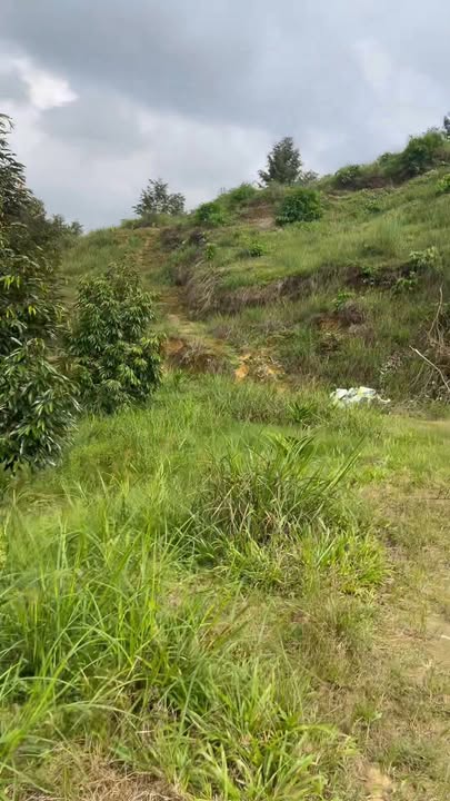 Đất nông nghiệp Đạ Tẻh 20.000m² giá 7 tỷ - Đầu tư sinh lời hấp dẫn!