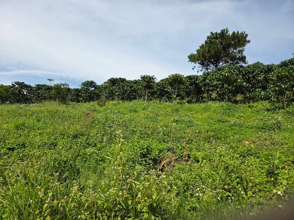 Lô đất 1ha tại thôn 11, xã Đại Lào, Bảo Lộc - Giá 2.7 tỷ, sổ đỏ đầy đủ!