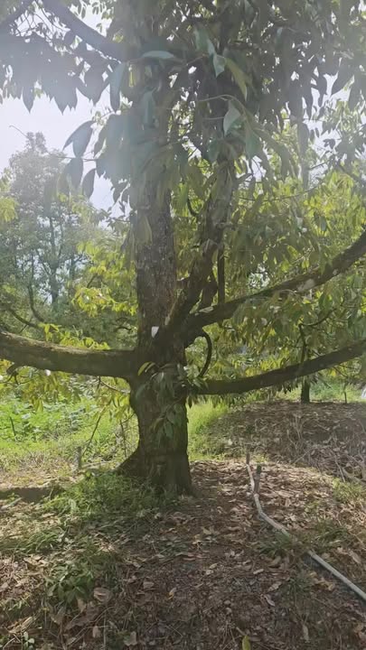 Đất nền Cẩm Sơn Cai Lậy 2000m² giá chỉ 1.16 tỷ - Cơ hội đầu tư tuyệt vời!