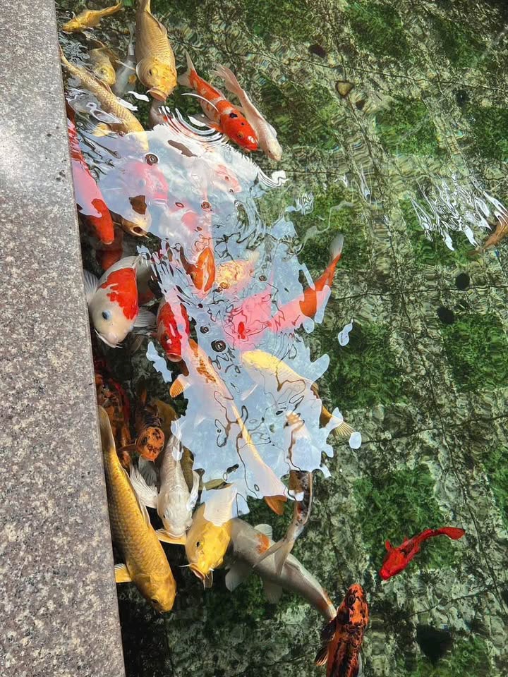 Đất thổ cư xã Phan Dương Minh Châu 150m² giá chỉ 275 triệu - Đầu tư sinh lời ngay!