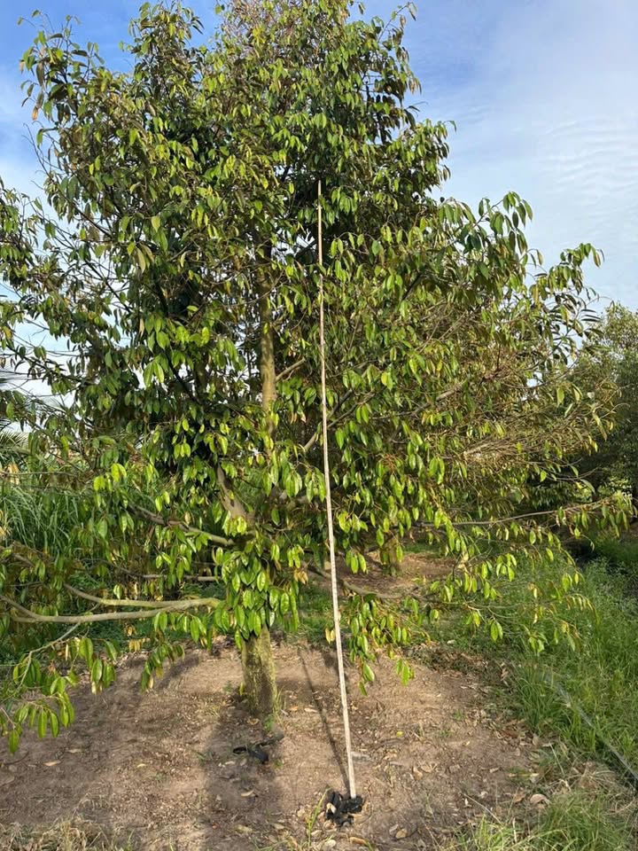 Đất vườn sầu riêng Dương Minh Châu 14000m² giá 600 triệu - Mặt tiền đường ô tô vào tận nơi!