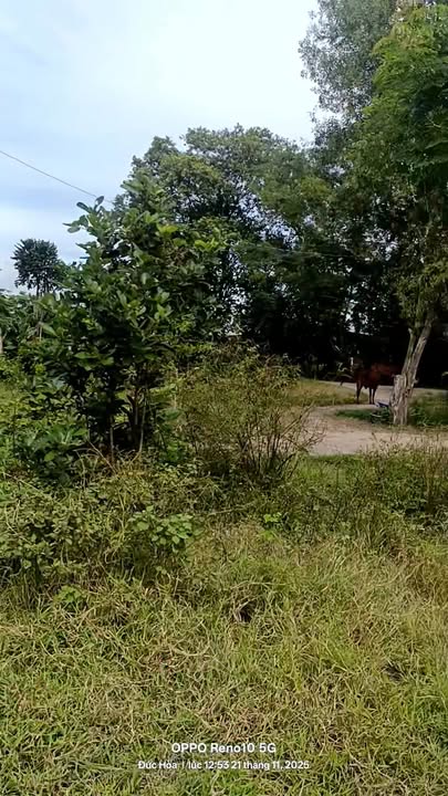 Đất nền đường 823D, Hòa Khánh Đông 4060m² giá 8.05 tỷ - Sổ đỏ chính chủ!