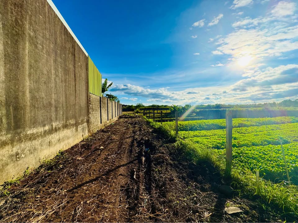 Đất nền phường Thống Nhất, Quy Nhơn 275m² - Thiết kế tự do, giá thỏa thuận!